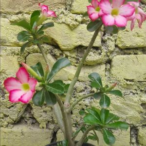 one Adenium plant without pot