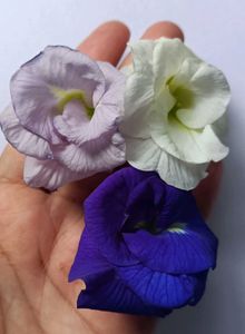 Butterfly Pea Flower(Multipettle)