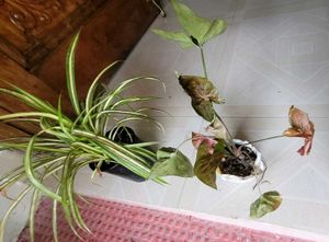 Set 2 Arrowhead Vine &Pandanus Veitchii Plants🪴