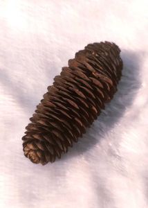 3 Pine Cones