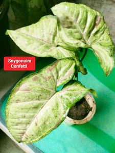 sets of plants offer