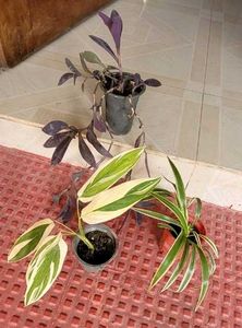 Set 4 Pandanus Veitchii&amp; Never.&amp;Purple Heart &amp;ming