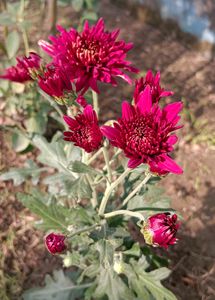 Chrysanthemum Plants 3