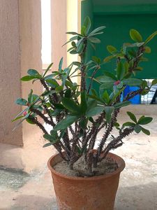 Crown of Thorns Plant