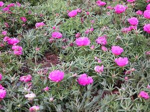 Dark Pink Portulaca Flower Plants With Roots