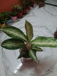 Live Plant Dieffenbachia (Dumb Cane)