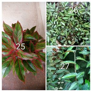 you can select 10 Live root plants