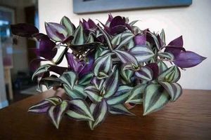 Exotic Set of 4 Healthy Live Plants