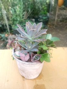Combo Of Succulent Plant
