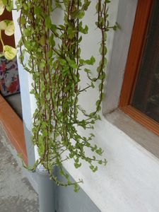 Turtle Vine Cuttings