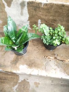 Combo Of 2 Plant Lucky Jade Or Bird Next Snake