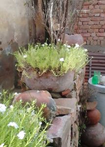Live Portulaca Grandiflora Flowering Plant