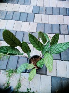 10 Live Root Plants