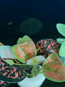 Artificial Plants Decor