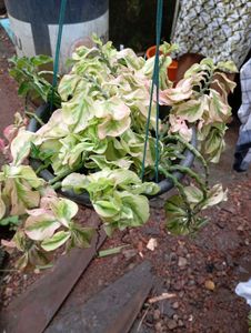 Devil&#39;s Backbone Plant