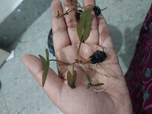 Plants For Kunal