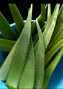 Fresh Alovera Leaves