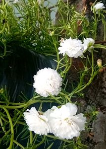 Table Rose Plant