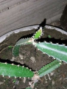 Dragon Fruit Plant