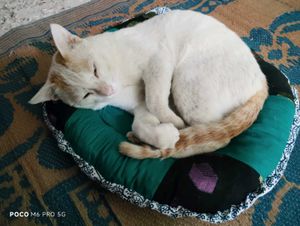 Cat Bed - Handmade Pek Of 1