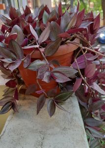Wandering Jews Plant With Pot