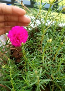 Everyday Flowering With Pot
