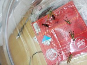 Garden pollinator Insects