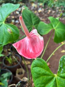 10 Live Root Plants