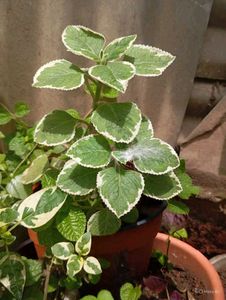 Combo Of 10 Live Root Plants ☘️🌱