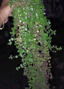 All Are Hanging Plants