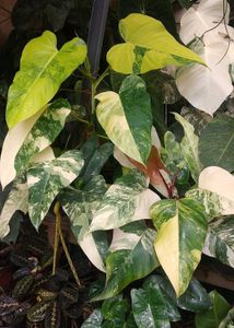 Variegated Philodendron strawberry shake Plant