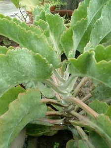 Kalanchoe gastonis bonnieri plant