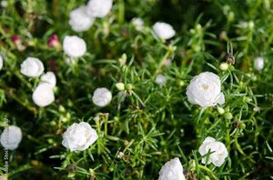 Naubajiya /Portulaca, 9 O Clock white Plant Heart plant Combo Offer