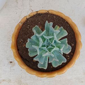 Succulent Plant Without Pot