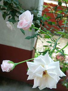 Pink Rose Plant