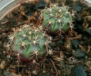 Cactuses Combo 5 in 1