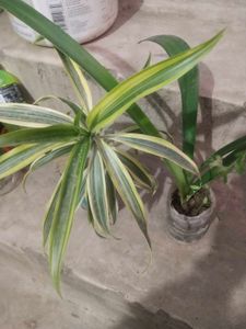 Combo  2 Plant Song Of India Or Red Lilly Flower