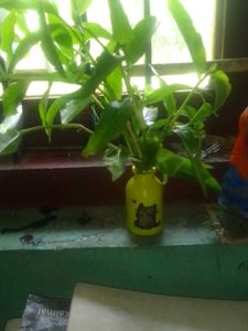 Cute Glass Bottle Art
