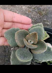 Fluffy Succulent velvet elephant ears