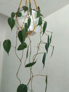 Philodendron Micans