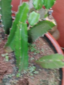 red Dragon Fruit Cactus Plant cuttings with roots