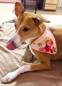 Cute Dog Scarf floral 🌸