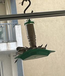 Bird Feeder