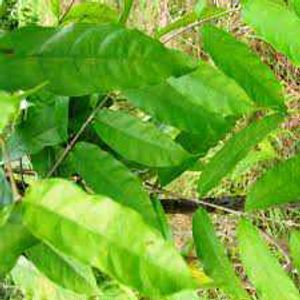 Danthapala(swethakutaja)  dried leafe and hibiscus