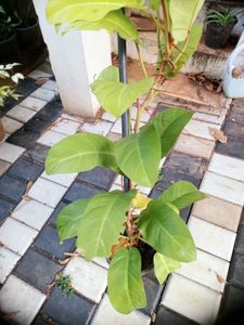 10 Live Root Plants