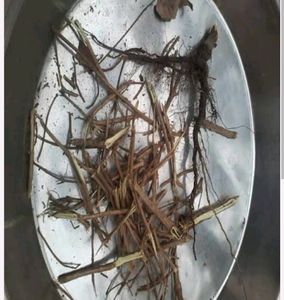 Tulsi Dry Lkdi  For Pooja