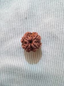 Original 4 mukhi rudraksha📿