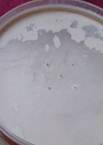 Natural BB glow face powder