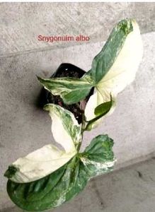 Combo Plants