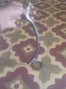 Snake Toy Like Real